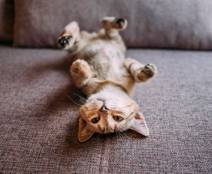 Cute and funny kitten lying on its back with paws up on sofa.