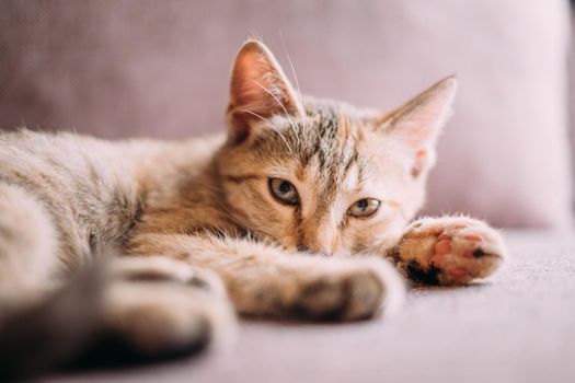 Kitten of tortoiseshell color lying on couch, staring at camera.