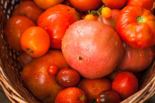 Fresh farm tomatoes from the garden in a basket