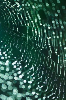 Abstract background from morning dew on a spider web. Nature inspiration