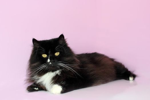 black cat lays on the pink tender background