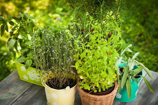 Cozy home garden with herbs - rosemary, sage, basil, thyme and oregano