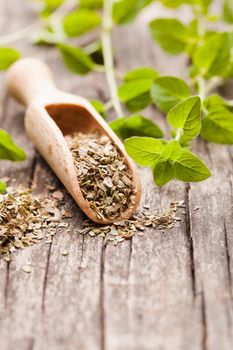 Dry oregano in wooden scoop and green twigs