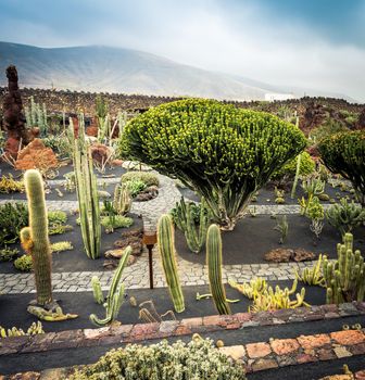 cactus garden in Guatiza, Lanzarote, Canary Islands