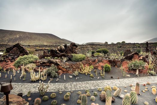 cactus garden in Guatiza, Lanzarote, Canary Islands