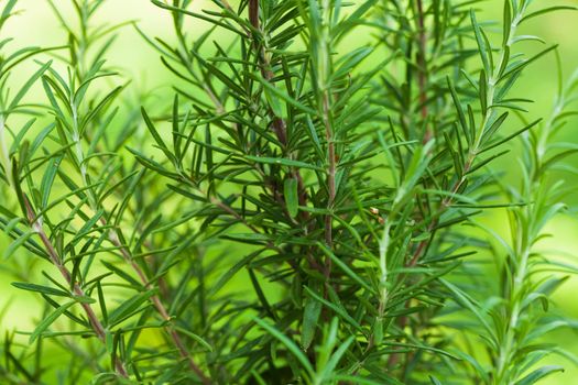 Rosemary bush close up the fresh leaves