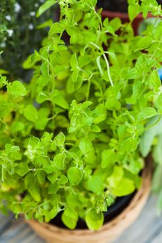 Oregano bush close up the green leaves