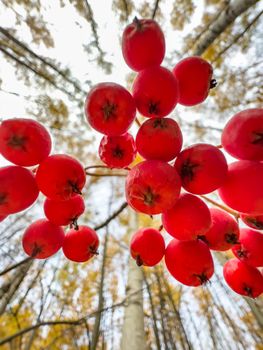 The close-up view of red rowan berries on branches against the background of an autumn park, yellow leaves and black tree branches. High quality photo