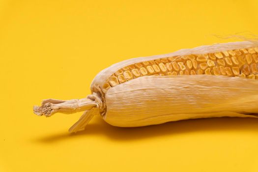 Botton part of moldy dried corn on yellow background, copy space, not eatable, waste food