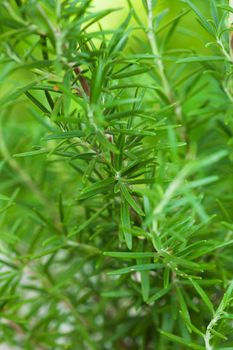 Rosemary bush close up the fresh leaves