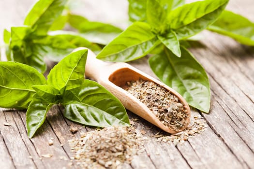 Dry basil in wooden scoop and green twigs