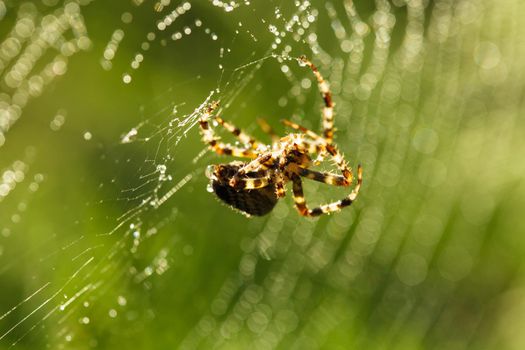 Spider is doing the web, macro view