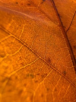 The macro view of a red leaf, the leaf is shining through the sun, autumn is in full swing. High quality photo