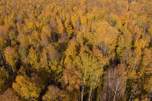 Golden autumn, Treetops from a bird's eye view at sunset, the drone rises above the trees, golden tree crowns, a path in the forest. High quality photo
