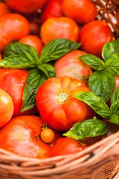 Fresh farm tomatoes and green basil leaves