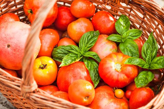 Fresh farm tomatoes and green basil leaves