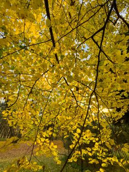 The yellow leaves heading on the tree, close-up view, autumn is in full swing, black tree trunks. High quality photo