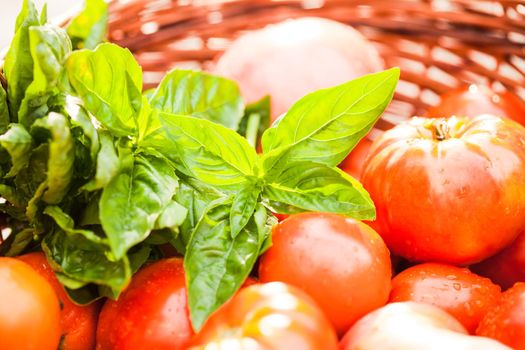 Fresh farm tomatoes and green basil leaves