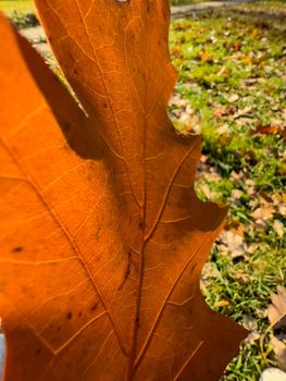 The close-up view of an orange leaf heading in the wind, the leaf is shining through the sun, autumn is in full swing. High quality photo