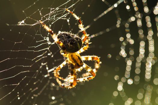 Spider is doing the web, macro view