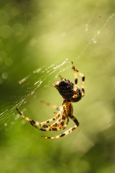 Spider is doing the web, macro view