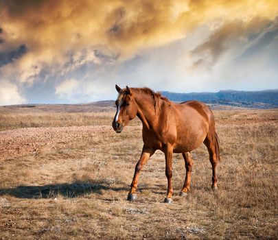 brown horse on a field against the mountains at sunset