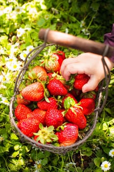 Fresh farm strawberries in a basket on the lawn and kid's hand