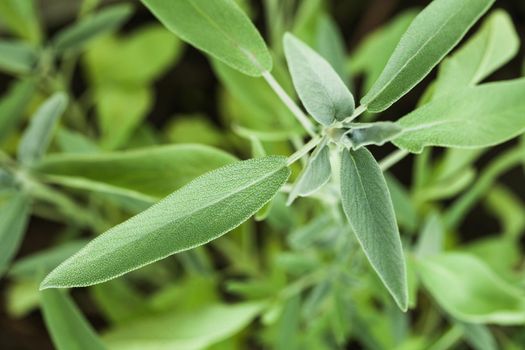 Sage plant in the garde, macro view of leaves