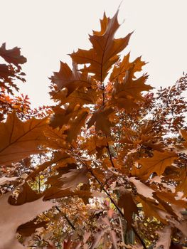 The close-up view of an orange leaf heading in the wind, the leaf is shining through the sun, autumn is in full swing. High quality photo