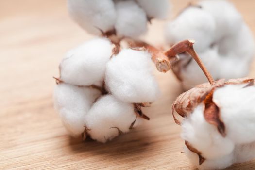 Cotton flower close up on wooden table