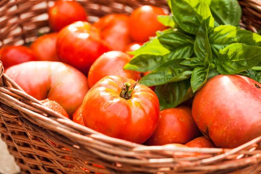 Fresh farm tomatoes and green basil leaves