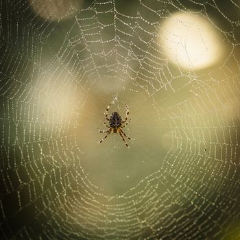 Spider is doing the web, macro view