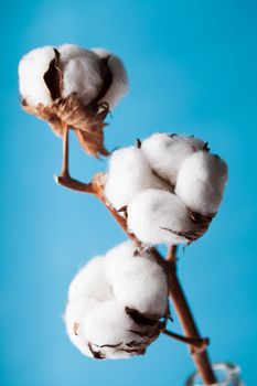 Cotton flower close up on blue background