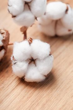 Cotton flower close up on wooden table