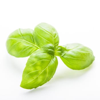 Green basil leaf isolated on white background