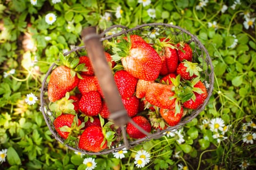 Fresh farm strawberries in a basket on the lawn