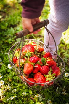 Fresh farm strawberries in a basket on the lawn and kid's hand