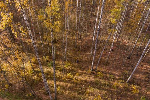 Golden autumn, Treetops from a bird's eye view at sunset, the drone rises above the trees, golden tree crowns, a path in the forest. High quality photo