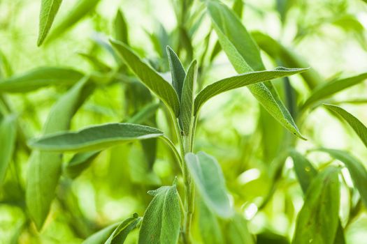 Sage plant in the garde, macro view of leaves