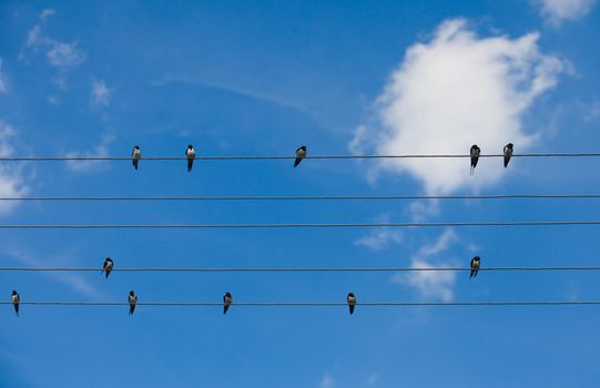 Swallows sitting on wires over summer blue sky like notes on the stave