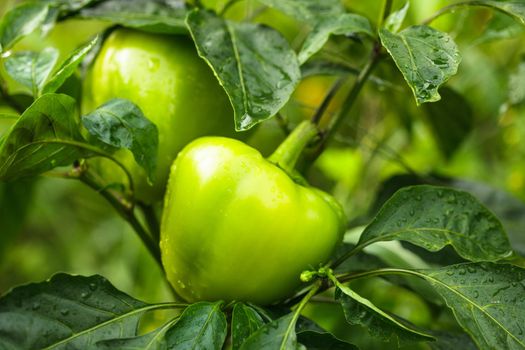 Green pepper plant in the garden close up