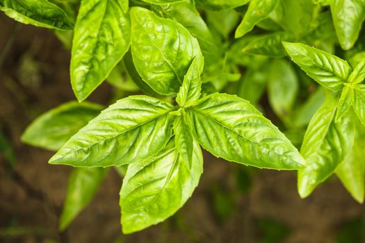 Basil on the bush in the garden