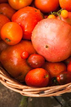 Fresh farm tomatoes from the garden in a basket