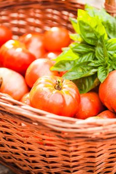 Fresh farm tomatoes and green basil leaves