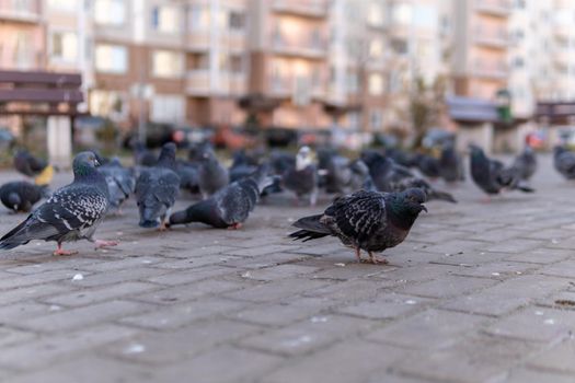 Dove, black with gray, flying on the road from paving stones, in autumn. There are many birds around the house.