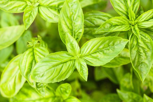 Basil on the bush in the garden