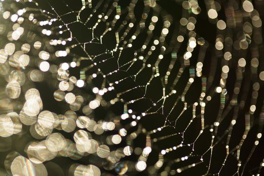 Abstract background from morning dew on a spider web. Nature inspiration