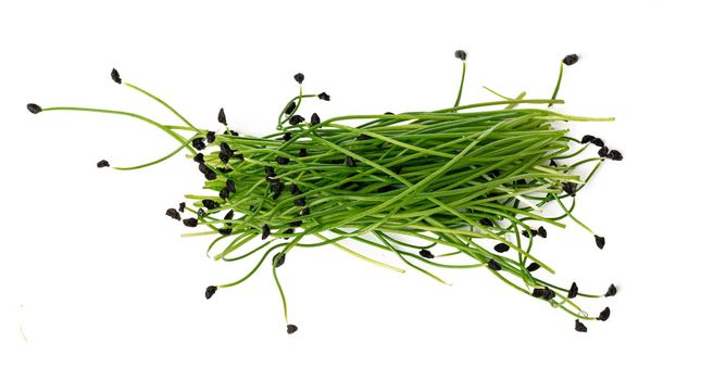 Bunch of micro green sprouts isolated on white background, close up