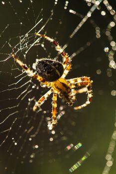 Spider is doing the web, macro view