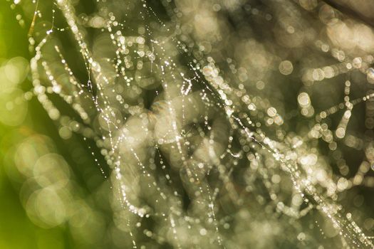 Abstract background from morning dew on a spider web. Nature inspiration